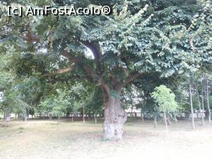 [P07] Bechet - În parc, un arbore secular.  » foto by iulianic
 - 
<span class="allrVoted glyphicon glyphicon-heart hidden" id="av1091298"></span>
<a class="m-l-10 hidden" id="sv1091298" onclick="voting_Foto_DelVot(,1091298,25455)" role="button">șterge vot <span class="glyphicon glyphicon-remove"></span></a>
<a id="v91091298" class=" c-red"  onclick="voting_Foto_SetVot(1091298)" role="button"><span class="glyphicon glyphicon-heart-empty"></span> <b>LIKE</b> = Votează poza</a> <img class="hidden"  id="f1091298W9" src="/imagini/loader.gif" border="0" /><span class="AjErrMes hidden" id="e1091298ErM"></span>