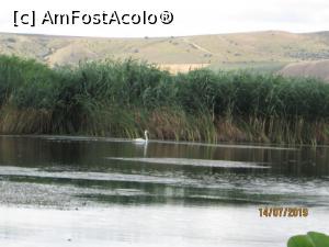 [P11] Lacul... Lebedei.  » foto by Zoazore
 - 
<span class="allrVoted glyphicon glyphicon-heart hidden" id="av1095195"></span>
<a class="m-l-10 hidden" id="sv1095195" onclick="voting_Foto_DelVot(,1095195,25524)" role="button">șterge vot <span class="glyphicon glyphicon-remove"></span></a>
<a id="v91095195" class=" c-red"  onclick="voting_Foto_SetVot(1095195)" role="button"><span class="glyphicon glyphicon-heart-empty"></span> <b>LIKE</b> = Votează poza</a> <img class="hidden"  id="f1095195W9" src="/imagini/loader.gif" border="0" /><span class="AjErrMes hidden" id="e1095195ErM"></span>