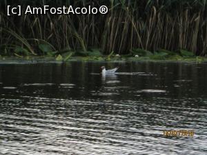 [P14] Pescărușul cu cap negru a ieșit la piață » foto by Zoazore
 - 
<span class="allrVoted glyphicon glyphicon-heart hidden" id="av1095198"></span>
<a class="m-l-10 hidden" id="sv1095198" onclick="voting_Foto_DelVot(,1095198,25524)" role="button">șterge vot <span class="glyphicon glyphicon-remove"></span></a>
<a id="v91095198" class=" c-red"  onclick="voting_Foto_SetVot(1095198)" role="button"><span class="glyphicon glyphicon-heart-empty"></span> <b>LIKE</b> = Votează poza</a> <img class="hidden"  id="f1095198W9" src="/imagini/loader.gif" border="0" /><span class="AjErrMes hidden" id="e1095198ErM"></span>