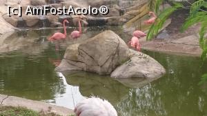 [P18] Zoo Friguia » foto by adrianradu
 - 
<span class="allrVoted glyphicon glyphicon-heart hidden" id="av1106796"></span>
<a class="m-l-10 hidden" id="sv1106796" onclick="voting_Foto_DelVot(,1106796,25687)" role="button">șterge vot <span class="glyphicon glyphicon-remove"></span></a>
<a id="v91106796" class=" c-red"  onclick="voting_Foto_SetVot(1106796)" role="button"><span class="glyphicon glyphicon-heart-empty"></span> <b>LIKE</b> = Votează poza</a> <img class="hidden"  id="f1106796W9" src="/imagini/loader.gif" border="0" /><span class="AjErrMes hidden" id="e1106796ErM"></span>