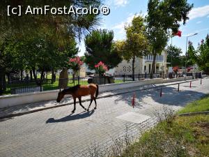 [P39] La plecare ne-am distrat cu căluțul ăsta care venise să mănânce coji de pepene din tomberonul de gunoi! :)  » foto by crismis
 - 
<span class="allrVoted glyphicon glyphicon-heart hidden" id="av1108823"></span>
<a class="m-l-10 hidden" id="sv1108823" onclick="voting_Foto_DelVot(,1108823,25708)" role="button">șterge vot <span class="glyphicon glyphicon-remove"></span></a>
<a id="v91108823" class=" c-red"  onclick="voting_Foto_SetVot(1108823)" role="button"><span class="glyphicon glyphicon-heart-empty"></span> <b>LIKE</b> = Votează poza</a> <img class="hidden"  id="f1108823W9" src="/imagini/loader.gif" border="0" /><span class="AjErrMes hidden" id="e1108823ErM"></span>