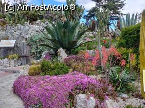 [P27] Jardin Exotique d' Èze » foto by irinad
 - 
<span class="allrVoted glyphicon glyphicon-heart hidden" id="av1109961"></span>
<a class="m-l-10 hidden" id="sv1109961" onclick="voting_Foto_DelVot(,1109961,25726)" role="button">șterge vot <span class="glyphicon glyphicon-remove"></span></a>
<a id="v91109961" class=" c-red"  onclick="voting_Foto_SetVot(1109961)" role="button"><span class="glyphicon glyphicon-heart-empty"></span> <b>LIKE</b> = Votează poza</a> <img class="hidden"  id="f1109961W9" src="/imagini/loader.gif" border="0" /><span class="AjErrMes hidden" id="e1109961ErM"></span>