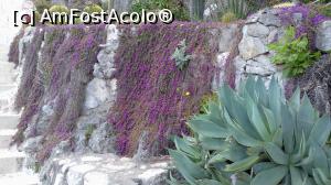 [P03] Din Jardin Exotique d' Èze » foto by irinad
 - 
<span class="allrVoted glyphicon glyphicon-heart hidden" id="av1109937"></span>
<a class="m-l-10 hidden" id="sv1109937" onclick="voting_Foto_DelVot(,1109937,25726)" role="button">șterge vot <span class="glyphicon glyphicon-remove"></span></a>
<a id="v91109937" class=" c-red"  onclick="voting_Foto_SetVot(1109937)" role="button"><span class="glyphicon glyphicon-heart-empty"></span> <b>LIKE</b> = Votează poza</a> <img class="hidden"  id="f1109937W9" src="/imagini/loader.gif" border="0" /><span class="AjErrMes hidden" id="e1109937ErM"></span>