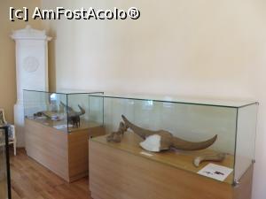 [P11] Animale preistorice la muzeul din Tecuci.  » foto by tata123 🔱
 - 
<span class="allrVoted glyphicon glyphicon-heart hidden" id="av769766"></span>
<a class="m-l-10 hidden" id="sv769766" onclick="voting_Foto_DelVot(,769766,25751)" role="button">șterge vot <span class="glyphicon glyphicon-remove"></span></a>
<a id="v9769766" class=" c-red"  onclick="voting_Foto_SetVot(769766)" role="button"><span class="glyphicon glyphicon-heart-empty"></span> <b>LIKE</b> = Votează poza</a> <img class="hidden"  id="f769766W9" src="/imagini/loader.gif" border="0" /><span class="AjErrMes hidden" id="e769766ErM"></span>