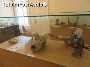 [P09] Animale preistorice la muzeul din Tecuci.  » foto by tata123 🔱
 - 
<span class="allrVoted glyphicon glyphicon-heart hidden" id="av769764"></span>
<a class="m-l-10 hidden" id="sv769764" onclick="voting_Foto_DelVot(,769764,25751)" role="button">șterge vot <span class="glyphicon glyphicon-remove"></span></a>
<a id="v9769764" class=" c-red"  onclick="voting_Foto_SetVot(769764)" role="button"><span class="glyphicon glyphicon-heart-empty"></span> <b>LIKE</b> = Votează poza</a> <img class="hidden"  id="f769764W9" src="/imagini/loader.gif" border="0" /><span class="AjErrMes hidden" id="e769764ErM"></span>