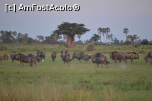 [P13] Un baobab și Gnu.  » foto by TraianS
 - 
<span class="allrVoted glyphicon glyphicon-heart hidden" id="av1112509"></span>
<a class="m-l-10 hidden" id="sv1112509" onclick="voting_Foto_DelVot(,1112509,25754)" role="button">șterge vot <span class="glyphicon glyphicon-remove"></span></a>
<a id="v91112509" class=" c-red"  onclick="voting_Foto_SetVot(1112509)" role="button"><span class="glyphicon glyphicon-heart-empty"></span> <b>LIKE</b> = Votează poza</a> <img class="hidden"  id="f1112509W9" src="/imagini/loader.gif" border="0" /><span class="AjErrMes hidden" id="e1112509ErM"></span>