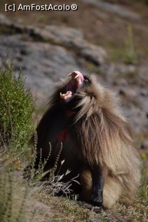 [P02] Maimuță Gelata. Etiopia - Munții Siemen » foto by TraianS
 - 
<span class="allrVoted glyphicon glyphicon-heart hidden" id="av1112498"></span>
<a class="m-l-10 hidden" id="sv1112498" onclick="voting_Foto_DelVot(,1112498,25754)" role="button">șterge vot <span class="glyphicon glyphicon-remove"></span></a>
<a id="v91112498" class=" c-red"  onclick="voting_Foto_SetVot(1112498)" role="button"><span class="glyphicon glyphicon-heart-empty"></span> <b>LIKE</b> = Votează poza</a> <img class="hidden"  id="f1112498W9" src="/imagini/loader.gif" border="0" /><span class="AjErrMes hidden" id="e1112498ErM"></span>