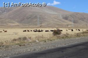 [P10] Armenia, De la Yerevan la Goris, Turme de vaci păzite de kovboynerii armeni, așa se practică pășunatul în această zonă, distanțe mari... » foto by mprofeanu
 - 
<span class="allrVoted glyphicon glyphicon-heart hidden" id="av1113864"></span>
<a class="m-l-10 hidden" id="sv1113864" onclick="voting_Foto_DelVot(,1113864,25765)" role="button">șterge vot <span class="glyphicon glyphicon-remove"></span></a>
<a id="v91113864" class=" c-red"  onclick="voting_Foto_SetVot(1113864)" role="button"><span class="glyphicon glyphicon-heart-empty"></span> <b>LIKE</b> = Votează poza</a> <img class="hidden"  id="f1113864W9" src="/imagini/loader.gif" border="0" /><span class="AjErrMes hidden" id="e1113864ErM"></span>