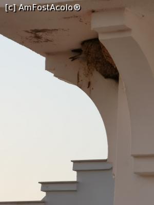 [P22] Cuiburi de rândunici pe balconul nostru » foto by crismis
 - 
<span class="allrVoted glyphicon glyphicon-heart hidden" id="av1114728"></span>
<a class="m-l-10 hidden" id="sv1114728" onclick="voting_Foto_DelVot(,1114728,25776)" role="button">șterge vot <span class="glyphicon glyphicon-remove"></span></a>
<a id="v91114728" class=" c-red"  onclick="voting_Foto_SetVot(1114728)" role="button"><span class="glyphicon glyphicon-heart-empty"></span> <b>LIKE</b> = Votează poza</a> <img class="hidden"  id="f1114728W9" src="/imagini/loader.gif" border="0" /><span class="AjErrMes hidden" id="e1114728ErM"></span>
