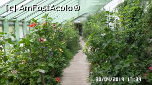 [P22] Casa Palmierilor - Palatul Festetics, Keszthely. Hibiscus înflorit » foto by ungureanica
 - 
<span class="allrVoted glyphicon glyphicon-heart hidden" id="av1122356"></span>
<a class="m-l-10 hidden" id="sv1122356" onclick="voting_Foto_DelVot(,1122356,25784)" role="button">șterge vot <span class="glyphicon glyphicon-remove"></span></a>
<a id="v91122356" class=" c-red"  onclick="voting_Foto_SetVot(1122356)" role="button"><span class="glyphicon glyphicon-heart-empty"></span> <b>LIKE</b> = Votează poza</a> <img class="hidden"  id="f1122356W9" src="/imagini/loader.gif" border="0" /><span class="AjErrMes hidden" id="e1122356ErM"></span>