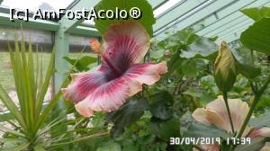 [P23] Casa Palmierilor - Palatul Festetics, Keszthely. Floare de hibiscus » foto by ungureanica
 - 
<span class="allrVoted glyphicon glyphicon-heart hidden" id="av1122357"></span>
<a class="m-l-10 hidden" id="sv1122357" onclick="voting_Foto_DelVot(,1122357,25784)" role="button">șterge vot <span class="glyphicon glyphicon-remove"></span></a>
<a id="v91122357" class=" c-red"  onclick="voting_Foto_SetVot(1122357)" role="button"><span class="glyphicon glyphicon-heart-empty"></span> <b>LIKE</b> = Votează poza</a> <img class="hidden"  id="f1122357W9" src="/imagini/loader.gif" border="0" /><span class="AjErrMes hidden" id="e1122357ErM"></span>