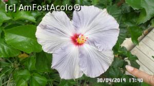 [P24] Casa Palmierilor - Palatul Festetics, Keszthely. Floare de hibiscus » foto by ungureanica
 - 
<span class="allrVoted glyphicon glyphicon-heart hidden" id="av1122358"></span>
<a class="m-l-10 hidden" id="sv1122358" onclick="voting_Foto_DelVot(,1122358,25784)" role="button">șterge vot <span class="glyphicon glyphicon-remove"></span></a>
<a id="v91122358" class=" c-red"  onclick="voting_Foto_SetVot(1122358)" role="button"><span class="glyphicon glyphicon-heart-empty"></span> <b>LIKE</b> = Votează poza</a> <img class="hidden"  id="f1122358W9" src="/imagini/loader.gif" border="0" /><span class="AjErrMes hidden" id="e1122358ErM"></span>