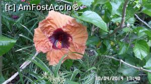 [P25] Casa Palmierilor - Palatul Festetics, Keszthely. Floare de hibiscus » foto by ungureanica
 - 
<span class="allrVoted glyphicon glyphicon-heart hidden" id="av1122359"></span>
<a class="m-l-10 hidden" id="sv1122359" onclick="voting_Foto_DelVot(,1122359,25784)" role="button">șterge vot <span class="glyphicon glyphicon-remove"></span></a>
<a id="v91122359" class=" c-red"  onclick="voting_Foto_SetVot(1122359)" role="button"><span class="glyphicon glyphicon-heart-empty"></span> <b>LIKE</b> = Votează poza</a> <img class="hidden"  id="f1122359W9" src="/imagini/loader.gif" border="0" /><span class="AjErrMes hidden" id="e1122359ErM"></span>