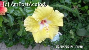 [P26] Casa Palmierilor - Palatul Festetics, Keszthely. Floare de hibiscus » foto by ungureanica
 - 
<span class="allrVoted glyphicon glyphicon-heart hidden" id="av1122360"></span>
<a class="m-l-10 hidden" id="sv1122360" onclick="voting_Foto_DelVot(,1122360,25784)" role="button">șterge vot <span class="glyphicon glyphicon-remove"></span></a>
<a id="v91122360" class=" c-red"  onclick="voting_Foto_SetVot(1122360)" role="button"><span class="glyphicon glyphicon-heart-empty"></span> <b>LIKE</b> = Votează poza</a> <img class="hidden"  id="f1122360W9" src="/imagini/loader.gif" border="0" /><span class="AjErrMes hidden" id="e1122360ErM"></span>