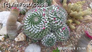 [P30] Casa Palmierilor - Palatul Festetics, Keszthely. În sera cu cactuși » foto by ungureanica
 - 
<span class="allrVoted glyphicon glyphicon-heart hidden" id="av1122364"></span>
<a class="m-l-10 hidden" id="sv1122364" onclick="voting_Foto_DelVot(,1122364,25784)" role="button">șterge vot <span class="glyphicon glyphicon-remove"></span></a>
<a id="v91122364" class=" c-red"  onclick="voting_Foto_SetVot(1122364)" role="button"><span class="glyphicon glyphicon-heart-empty"></span> <b>LIKE</b> = Votează poza</a> <img class="hidden"  id="f1122364W9" src="/imagini/loader.gif" border="0" /><span class="AjErrMes hidden" id="e1122364ErM"></span>