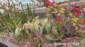 [P34] Casa Palmierilor - Palatul Festetics, Keszthely. În sera cu cactuși » foto by ungureanica
 - 
<span class="allrVoted glyphicon glyphicon-heart hidden" id="av1122368"></span>
<a class="m-l-10 hidden" id="sv1122368" onclick="voting_Foto_DelVot(,1122368,25784)" role="button">șterge vot <span class="glyphicon glyphicon-remove"></span></a>
<a id="v91122368" class=" c-red"  onclick="voting_Foto_SetVot(1122368)" role="button"><span class="glyphicon glyphicon-heart-empty"></span> <b>LIKE</b> = Votează poza</a> <img class="hidden"  id="f1122368W9" src="/imagini/loader.gif" border="0" /><span class="AjErrMes hidden" id="e1122368ErM"></span>