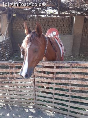 [P20] Puiul de cal, timid dar si curios sta parca ascuns dupa mama lui » foto by roth
 - 
<span class="allrVoted glyphicon glyphicon-heart hidden" id="av1220841"></span>
<a class="m-l-10 hidden" id="sv1220841" onclick="voting_Foto_DelVot(,1220841,25858)" role="button">șterge vot <span class="glyphicon glyphicon-remove"></span></a>
<a id="v91220841" class=" c-red"  onclick="voting_Foto_SetVot(1220841)" role="button"><span class="glyphicon glyphicon-heart-empty"></span> <b>LIKE</b> = Votează poza</a> <img class="hidden"  id="f1220841W9" src="/imagini/loader.gif" border="0" /><span class="AjErrMes hidden" id="e1220841ErM"></span>