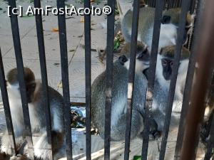 [P22] hai la joaca cu noi daca tot ai venit in vizita » foto by roth
 - 
<span class="allrVoted glyphicon glyphicon-heart hidden" id="av1220843"></span>
<a class="m-l-10 hidden" id="sv1220843" onclick="voting_Foto_DelVot(,1220843,25858)" role="button">șterge vot <span class="glyphicon glyphicon-remove"></span></a>
<a id="v91220843" class=" c-red"  onclick="voting_Foto_SetVot(1220843)" role="button"><span class="glyphicon glyphicon-heart-empty"></span> <b>LIKE</b> = Votează poza</a> <img class="hidden"  id="f1220843W9" src="/imagini/loader.gif" border="0" /><span class="AjErrMes hidden" id="e1220843ErM"></span>