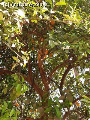 [P23] prin plantatia de banani mai apare si cate un portocal » foto by roth
 - 
<span class="allrVoted glyphicon glyphicon-heart hidden" id="av1220844"></span>
<a class="m-l-10 hidden" id="sv1220844" onclick="voting_Foto_DelVot(,1220844,25858)" role="button">șterge vot <span class="glyphicon glyphicon-remove"></span></a>
<a id="v91220844" class=" c-red"  onclick="voting_Foto_SetVot(1220844)" role="button"><span class="glyphicon glyphicon-heart-empty"></span> <b>LIKE</b> = Votează poza</a> <img class="hidden"  id="f1220844W9" src="/imagini/loader.gif" border="0" /><span class="AjErrMes hidden" id="e1220844ErM"></span>