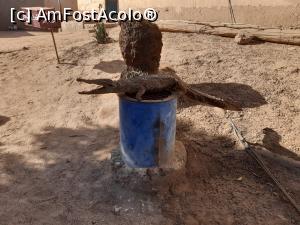 [P24] de cat sta asa in soare sa tot astepte turistii sa cam uscat, a ramas doar pielea de el » foto by roth
 - 
<span class="allrVoted glyphicon glyphicon-heart hidden" id="av1220845"></span>
<a class="m-l-10 hidden" id="sv1220845" onclick="voting_Foto_DelVot(,1220845,25858)" role="button">șterge vot <span class="glyphicon glyphicon-remove"></span></a>
<a id="v91220845" class=" c-red"  onclick="voting_Foto_SetVot(1220845)" role="button"><span class="glyphicon glyphicon-heart-empty"></span> <b>LIKE</b> = Votează poza</a> <img class="hidden"  id="f1220845W9" src="/imagini/loader.gif" border="0" /><span class="AjErrMes hidden" id="e1220845ErM"></span>