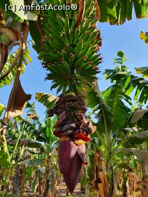 [P06] asta este inflorescenta bananului, din aceasta floare ies minunatiile auri ce ne plac tuturor » foto by roth
 - 
<span class="allrVoted glyphicon glyphicon-heart hidden" id="av1220827"></span>
<a class="m-l-10 hidden" id="sv1220827" onclick="voting_Foto_DelVot(,1220827,25858)" role="button">șterge vot <span class="glyphicon glyphicon-remove"></span></a>
<a id="v91220827" class=" c-red"  onclick="voting_Foto_SetVot(1220827)" role="button"><span class="glyphicon glyphicon-heart-empty"></span> <b>LIKE</b> = Votează poza</a> <img class="hidden"  id="f1220827W9" src="/imagini/loader.gif" border="0" /><span class="AjErrMes hidden" id="e1220827ErM"></span>