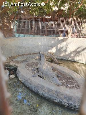 [P07] prietenii nostri crocodilii care dormiteaza, nici un stres pentru ei ca se vantura sute de turisti si fac poze, sunt galagiosi » foto by roth
 - 
<span class="allrVoted glyphicon glyphicon-heart hidden" id="av1220828"></span>
<a class="m-l-10 hidden" id="sv1220828" onclick="voting_Foto_DelVot(,1220828,25858)" role="button">șterge vot <span class="glyphicon glyphicon-remove"></span></a>
<a id="v91220828" class=" c-red"  onclick="voting_Foto_SetVot(1220828)" role="button"><span class="glyphicon glyphicon-heart-empty"></span> <b>LIKE</b> = Votează poza</a> <img class="hidden"  id="f1220828W9" src="/imagini/loader.gif" border="0" /><span class="AjErrMes hidden" id="e1220828ErM"></span>