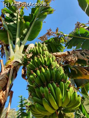 [P08] un manunchi de banane,stau si ele la soare si se bucura...inca » foto by roth
 - 
<span class="allrVoted glyphicon glyphicon-heart hidden" id="av1220829"></span>
<a class="m-l-10 hidden" id="sv1220829" onclick="voting_Foto_DelVot(,1220829,25858)" role="button">șterge vot <span class="glyphicon glyphicon-remove"></span></a>
<a id="v91220829" class=" c-red"  onclick="voting_Foto_SetVot(1220829)" role="button"><span class="glyphicon glyphicon-heart-empty"></span> <b>LIKE</b> = Votează poza</a> <img class="hidden"  id="f1220829W9" src="/imagini/loader.gif" border="0" /><span class="AjErrMes hidden" id="e1220829ErM"></span>