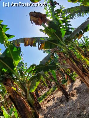 [P09] prin "livada " cu bananieri » foto by roth
 - 
<span class="allrVoted glyphicon glyphicon-heart hidden" id="av1220830"></span>
<a class="m-l-10 hidden" id="sv1220830" onclick="voting_Foto_DelVot(,1220830,25858)" role="button">șterge vot <span class="glyphicon glyphicon-remove"></span></a>
<a id="v91220830" class=" c-red"  onclick="voting_Foto_SetVot(1220830)" role="button"><span class="glyphicon glyphicon-heart-empty"></span> <b>LIKE</b> = Votează poza</a> <img class="hidden"  id="f1220830W9" src="/imagini/loader.gif" border="0" /><span class="AjErrMes hidden" id="e1220830ErM"></span>