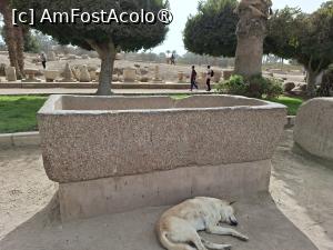 [P13] Memphis, Muzeul Mit Rahina, Sarcofag antic din Regatul Nou » foto by mprofeanu
 - 
<span class="allrVoted glyphicon glyphicon-heart hidden" id="av1525995"></span>
<a class="m-l-10 hidden" id="sv1525995" onclick="voting_Foto_DelVot(,1525995,25858)" role="button">șterge vot <span class="glyphicon glyphicon-remove"></span></a>
<a id="v91525995" class=" c-red"  onclick="voting_Foto_SetVot(1525995)" role="button"><span class="glyphicon glyphicon-heart-empty"></span> <b>LIKE</b> = Votează poza</a> <img class="hidden"  id="f1525995W9" src="/imagini/loader.gif" border="0" /><span class="AjErrMes hidden" id="e1525995ErM"></span>