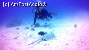 [P11] Scuba diving în Marea Roșie la Hurghada » foto by angela_tudose
 - 
<span class="allrVoted glyphicon glyphicon-heart hidden" id="av1112240"></span>
<a class="m-l-10 hidden" id="sv1112240" onclick="voting_Foto_DelVot(,1112240,25858)" role="button">șterge vot <span class="glyphicon glyphicon-remove"></span></a>
<a id="v91112240" class=" c-red"  onclick="voting_Foto_SetVot(1112240)" role="button"><span class="glyphicon glyphicon-heart-empty"></span> <b>LIKE</b> = Votează poza</a> <img class="hidden"  id="f1112240W9" src="/imagini/loader.gif" border="0" /><span class="AjErrMes hidden" id="e1112240ErM"></span>