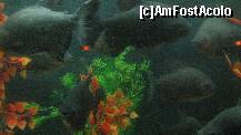 [P12] Pirahna vii expusi intr-un acvariu al muzeului » foto by cristi82d
 - 
<span class="allrVoted glyphicon glyphicon-heart hidden" id="av143544"></span>
<a class="m-l-10 hidden" id="sv143544" onclick="voting_Foto_DelVot(,143544,25897)" role="button">șterge vot <span class="glyphicon glyphicon-remove"></span></a>
<a id="v9143544" class=" c-red"  onclick="voting_Foto_SetVot(143544)" role="button"><span class="glyphicon glyphicon-heart-empty"></span> <b>LIKE</b> = Votează poza</a> <img class="hidden"  id="f143544W9" src="/imagini/loader.gif" border="0" /><span class="AjErrMes hidden" id="e143544ErM"></span>