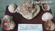 [P13] diferite specii de melci expuse in muzeu » foto by cristi82d
 - 
<span class="allrVoted glyphicon glyphicon-heart hidden" id="av143545"></span>
<a class="m-l-10 hidden" id="sv143545" onclick="voting_Foto_DelVot(,143545,25897)" role="button">șterge vot <span class="glyphicon glyphicon-remove"></span></a>
<a id="v9143545" class=" c-red"  onclick="voting_Foto_SetVot(143545)" role="button"><span class="glyphicon glyphicon-heart-empty"></span> <b>LIKE</b> = Votează poza</a> <img class="hidden"  id="f143545W9" src="/imagini/loader.gif" border="0" /><span class="AjErrMes hidden" id="e143545ErM"></span>