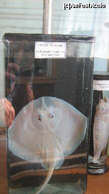 [P14] Vulpe de mare-specie conservata in muzeu » foto by cristi82d
 - 
<span class="allrVoted glyphicon glyphicon-heart hidden" id="av143546"></span>
<a class="m-l-10 hidden" id="sv143546" onclick="voting_Foto_DelVot(,143546,25897)" role="button">șterge vot <span class="glyphicon glyphicon-remove"></span></a>
<a id="v9143546" class=" c-red"  onclick="voting_Foto_SetVot(143546)" role="button"><span class="glyphicon glyphicon-heart-empty"></span> <b>LIKE</b> = Votează poza</a> <img class="hidden"  id="f143546W9" src="/imagini/loader.gif" border="0" /><span class="AjErrMes hidden" id="e143546ErM"></span>