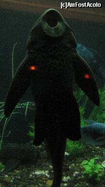 [P21] specie exotica de peste » foto by cristi82d
 - 
<span class="allrVoted glyphicon glyphicon-heart hidden" id="av143553"></span>
<a class="m-l-10 hidden" id="sv143553" onclick="voting_Foto_DelVot(,143553,25897)" role="button">șterge vot <span class="glyphicon glyphicon-remove"></span></a>
<a id="v9143553" class=" c-red"  onclick="voting_Foto_SetVot(143553)" role="button"><span class="glyphicon glyphicon-heart-empty"></span> <b>LIKE</b> = Votează poza</a> <img class="hidden"  id="f143553W9" src="/imagini/loader.gif" border="0" /><span class="AjErrMes hidden" id="e143553ErM"></span>