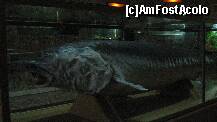 [P04] Morunul-exponat aflat in sala acvariilor » foto by cristi82d
 - 
<span class="allrVoted glyphicon glyphicon-heart hidden" id="av143535"></span>
<a class="m-l-10 hidden" id="sv143535" onclick="voting_Foto_DelVot(,143535,25897)" role="button">șterge vot <span class="glyphicon glyphicon-remove"></span></a>
<a id="v9143535" class=" c-red"  onclick="voting_Foto_SetVot(143535)" role="button"><span class="glyphicon glyphicon-heart-empty"></span> <b>LIKE</b> = Votează poza</a> <img class="hidden"  id="f143535W9" src="/imagini/loader.gif" border="0" /><span class="AjErrMes hidden" id="e143535ErM"></span>