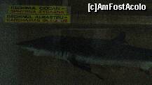 [P58] rechinul albastru » foto by cristi82d
 - 
<span class="allrVoted glyphicon glyphicon-heart hidden" id="av143618"></span>
<a class="m-l-10 hidden" id="sv143618" onclick="voting_Foto_DelVot(,143618,25897)" role="button">șterge vot <span class="glyphicon glyphicon-remove"></span></a>
<a id="v9143618" class=" c-red"  onclick="voting_Foto_SetVot(143618)" role="button"><span class="glyphicon glyphicon-heart-empty"></span> <b>LIKE</b> = Votează poza</a> <img class="hidden"  id="f143618W9" src="/imagini/loader.gif" border="0" /><span class="AjErrMes hidden" id="e143618ErM"></span>