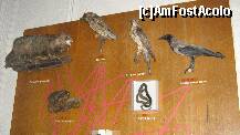 [P59] diferite specii de animale si pasari » foto by cristi82d
 - 
<span class="allrVoted glyphicon glyphicon-heart hidden" id="av143619"></span>
<a class="m-l-10 hidden" id="sv143619" onclick="voting_Foto_DelVot(,143619,25897)" role="button">șterge vot <span class="glyphicon glyphicon-remove"></span></a>
<a id="v9143619" class=" c-red"  onclick="voting_Foto_SetVot(143619)" role="button"><span class="glyphicon glyphicon-heart-empty"></span> <b>LIKE</b> = Votează poza</a> <img class="hidden"  id="f143619W9" src="/imagini/loader.gif" border="0" /><span class="AjErrMes hidden" id="e143619ErM"></span>