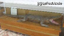 [P07] Crocodilul-exponat aflat la intrarea in muzeu » foto by cristi82d
 - 
<span class="allrVoted glyphicon glyphicon-heart hidden" id="av143539"></span>
<a class="m-l-10 hidden" id="sv143539" onclick="voting_Foto_DelVot(,143539,25897)" role="button">șterge vot <span class="glyphicon glyphicon-remove"></span></a>
<a id="v9143539" class=" c-red"  onclick="voting_Foto_SetVot(143539)" role="button"><span class="glyphicon glyphicon-heart-empty"></span> <b>LIKE</b> = Votează poza</a> <img class="hidden"  id="f143539W9" src="/imagini/loader.gif" border="0" /><span class="AjErrMes hidden" id="e143539ErM"></span>