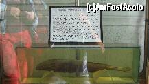 [P71] specie de peste-pestele ventuza » foto by cristi82d
 - 
<span class="allrVoted glyphicon glyphicon-heart hidden" id="av143635"></span>
<a class="m-l-10 hidden" id="sv143635" onclick="voting_Foto_DelVot(,143635,25897)" role="button">șterge vot <span class="glyphicon glyphicon-remove"></span></a>
<a id="v9143635" class=" c-red"  onclick="voting_Foto_SetVot(143635)" role="button"><span class="glyphicon glyphicon-heart-empty"></span> <b>LIKE</b> = Votează poza</a> <img class="hidden"  id="f143635W9" src="/imagini/loader.gif" border="0" /><span class="AjErrMes hidden" id="e143635ErM"></span>