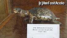 [P08] broasca testoasa » foto by cristi82d
 - 
<span class="allrVoted glyphicon glyphicon-heart hidden" id="av143540"></span>
<a class="m-l-10 hidden" id="sv143540" onclick="voting_Foto_DelVot(,143540,25897)" role="button">șterge vot <span class="glyphicon glyphicon-remove"></span></a>
<a id="v9143540" class=" c-red"  onclick="voting_Foto_SetVot(143540)" role="button"><span class="glyphicon glyphicon-heart-empty"></span> <b>LIKE</b> = Votează poza</a> <img class="hidden"  id="f143540W9" src="/imagini/loader.gif" border="0" /><span class="AjErrMes hidden" id="e143540ErM"></span>