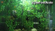 [P86] specii de pesti exotici » foto by cristi82d
 - 
<span class="allrVoted glyphicon glyphicon-heart hidden" id="av143650"></span>
<a class="m-l-10 hidden" id="sv143650" onclick="voting_Foto_DelVot(,143650,25897)" role="button">șterge vot <span class="glyphicon glyphicon-remove"></span></a>
<a id="v9143650" class=" c-red"  onclick="voting_Foto_SetVot(143650)" role="button"><span class="glyphicon glyphicon-heart-empty"></span> <b>LIKE</b> = Votează poza</a> <img class="hidden"  id="f143650W9" src="/imagini/loader.gif" border="0" /><span class="AjErrMes hidden" id="e143650ErM"></span>