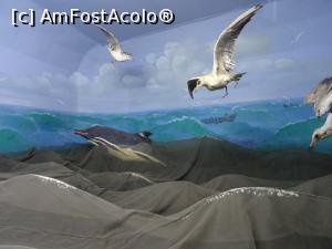 [P25] Diorama „Viața în adâncul Mării Negre”.  » foto by tata123 🔱
 - 
<span class="allrVoted glyphicon glyphicon-heart hidden" id="av1124827"></span>
<a class="m-l-10 hidden" id="sv1124827" onclick="voting_Foto_DelVot(,1124827,25897)" role="button">șterge vot <span class="glyphicon glyphicon-remove"></span></a>
<a id="v91124827" class=" c-red"  onclick="voting_Foto_SetVot(1124827)" role="button"><span class="glyphicon glyphicon-heart-empty"></span> <b>LIKE</b> = Votează poza</a> <img class="hidden"  id="f1124827W9" src="/imagini/loader.gif" border="0" /><span class="AjErrMes hidden" id="e1124827ErM"></span>