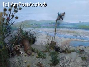 [P26] Aspect din diorama „Râul Moldova”.  » foto by tata123 🔱
 - 
<span class="allrVoted glyphicon glyphicon-heart hidden" id="av1124828"></span>
<a class="m-l-10 hidden" id="sv1124828" onclick="voting_Foto_DelVot(,1124828,25897)" role="button">șterge vot <span class="glyphicon glyphicon-remove"></span></a>
<a id="v91124828" class=" c-red"  onclick="voting_Foto_SetVot(1124828)" role="button"><span class="glyphicon glyphicon-heart-empty"></span> <b>LIKE</b> = Votează poza</a> <img class="hidden"  id="f1124828W9" src="/imagini/loader.gif" border="0" /><span class="AjErrMes hidden" id="e1124828ErM"></span>