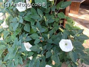 [P21] Reginele nopții parfumate » foto by laurand
 - 
<span class="allrVoted glyphicon glyphicon-heart hidden" id="av1506447"></span>
<a class="m-l-10 hidden" id="sv1506447" onclick="voting_Foto_DelVot(,1506447,26068)" role="button">șterge vot <span class="glyphicon glyphicon-remove"></span></a>
<a id="v91506447" class=" c-red"  onclick="voting_Foto_SetVot(1506447)" role="button"><span class="glyphicon glyphicon-heart-empty"></span> <b>LIKE</b> = Votează poza</a> <img class="hidden"  id="f1506447W9" src="/imagini/loader.gif" border="0" /><span class="AjErrMes hidden" id="e1506447ErM"></span>