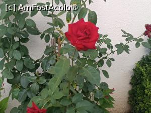 [P08] Culoare și vitalitate » foto by laurand
 - 
<span class="allrVoted glyphicon glyphicon-heart hidden" id="av1506434"></span>
<a class="m-l-10 hidden" id="sv1506434" onclick="voting_Foto_DelVot(,1506434,26068)" role="button">șterge vot <span class="glyphicon glyphicon-remove"></span></a>
<a id="v91506434" class=" c-red"  onclick="voting_Foto_SetVot(1506434)" role="button"><span class="glyphicon glyphicon-heart-empty"></span> <b>LIKE</b> = Votează poza</a> <img class="hidden"  id="f1506434W9" src="/imagini/loader.gif" border="0" /><span class="AjErrMes hidden" id="e1506434ErM"></span>