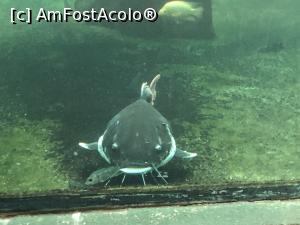 [P40] mustaciosul din acvariu » foto by Dan&Ema
 - 
<span class="allrVoted glyphicon glyphicon-heart hidden" id="av1140802"></span>
<a class="m-l-10 hidden" id="sv1140802" onclick="voting_Foto_DelVot(,1140802,26090)" role="button">șterge vot <span class="glyphicon glyphicon-remove"></span></a>
<a id="v91140802" class=" c-red"  onclick="voting_Foto_SetVot(1140802)" role="button"><span class="glyphicon glyphicon-heart-empty"></span> <b>LIKE</b> = Votează poza</a> <img class="hidden"  id="f1140802W9" src="/imagini/loader.gif" border="0" /><span class="AjErrMes hidden" id="e1140802ErM"></span>