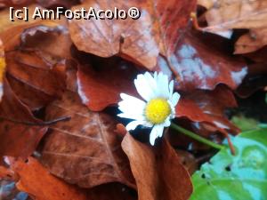 [P24] O floare care nu este de acord cu venirea iernii! » foto by Mika
 - 
<span class="allrVoted glyphicon glyphicon-heart hidden" id="av1204950"></span>
<a class="m-l-10 hidden" id="sv1204950" onclick="voting_Foto_DelVot(,1204950,26092)" role="button">șterge vot <span class="glyphicon glyphicon-remove"></span></a>
<a id="v91204950" class=" c-red"  onclick="voting_Foto_SetVot(1204950)" role="button"><span class="glyphicon glyphicon-heart-empty"></span> <b>LIKE</b> = Votează poza</a> <img class="hidden"  id="f1204950W9" src="/imagini/loader.gif" border="0" /><span class="AjErrMes hidden" id="e1204950ErM"></span>
