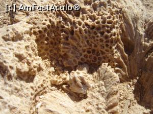 [P13] faleza a fost odata fundul marii, fascinant, vedem toate vietatile care au trait cu mult timp in urma (paleontologul din mine a facut poze cu toate fosilele)  » foto by nela b
 - 
<span class="allrVoted glyphicon glyphicon-heart hidden" id="av1148192"></span>
<a class="m-l-10 hidden" id="sv1148192" onclick="voting_Foto_DelVot(,1148192,26178)" role="button">șterge vot <span class="glyphicon glyphicon-remove"></span></a>
<a id="v91148192" class=" c-red"  onclick="voting_Foto_SetVot(1148192)" role="button"><span class="glyphicon glyphicon-heart-empty"></span> <b>LIKE</b> = Votează poza</a> <img class="hidden"  id="f1148192W9" src="/imagini/loader.gif" border="0" /><span class="AjErrMes hidden" id="e1148192ErM"></span>