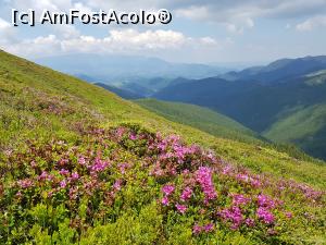 [P13] Rhododendron în munții Leaota. » foto by Floryn81
 - 
<span class="allrVoted glyphicon glyphicon-heart hidden" id="av1215726"></span>
<a class="m-l-10 hidden" id="sv1215726" onclick="voting_Foto_DelVot(,1215726,26205)" role="button">șterge vot <span class="glyphicon glyphicon-remove"></span></a>
<a id="v91215726" class=" c-red"  onclick="voting_Foto_SetVot(1215726)" role="button"><span class="glyphicon glyphicon-heart-empty"></span> <b>LIKE</b> = Votează poza</a> <img class="hidden"  id="f1215726W9" src="/imagini/loader.gif" border="0" /><span class="AjErrMes hidden" id="e1215726ErM"></span>
