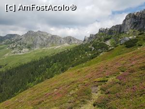 [P15] Pajiști alpine înflorite în apropiere de șaua Strungulița. » foto by Floryn81
 - 
<span class="allrVoted glyphicon glyphicon-heart hidden" id="av1215728"></span>
<a class="m-l-10 hidden" id="sv1215728" onclick="voting_Foto_DelVot(,1215728,26205)" role="button">șterge vot <span class="glyphicon glyphicon-remove"></span></a>
<a id="v91215728" class=" c-red"  onclick="voting_Foto_SetVot(1215728)" role="button"><span class="glyphicon glyphicon-heart-empty"></span> <b>LIKE</b> = Votează poza</a> <img class="hidden"  id="f1215728W9" src="/imagini/loader.gif" border="0" /><span class="AjErrMes hidden" id="e1215728ErM"></span>